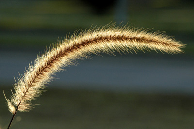A fluffy plant thing