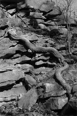 Snaking root
